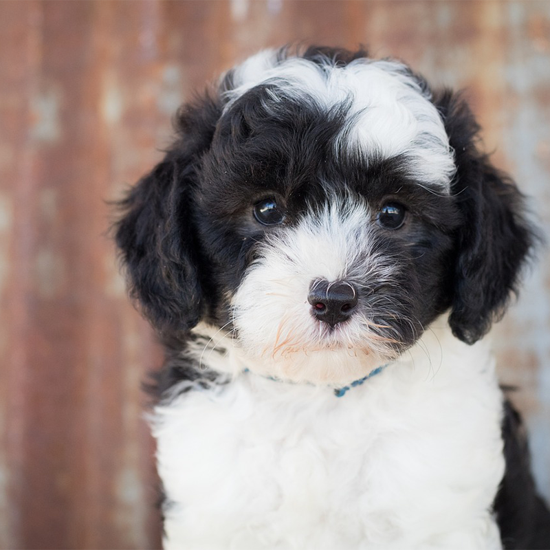 Black and white Sheepadoodle puppy looking in to the camera.