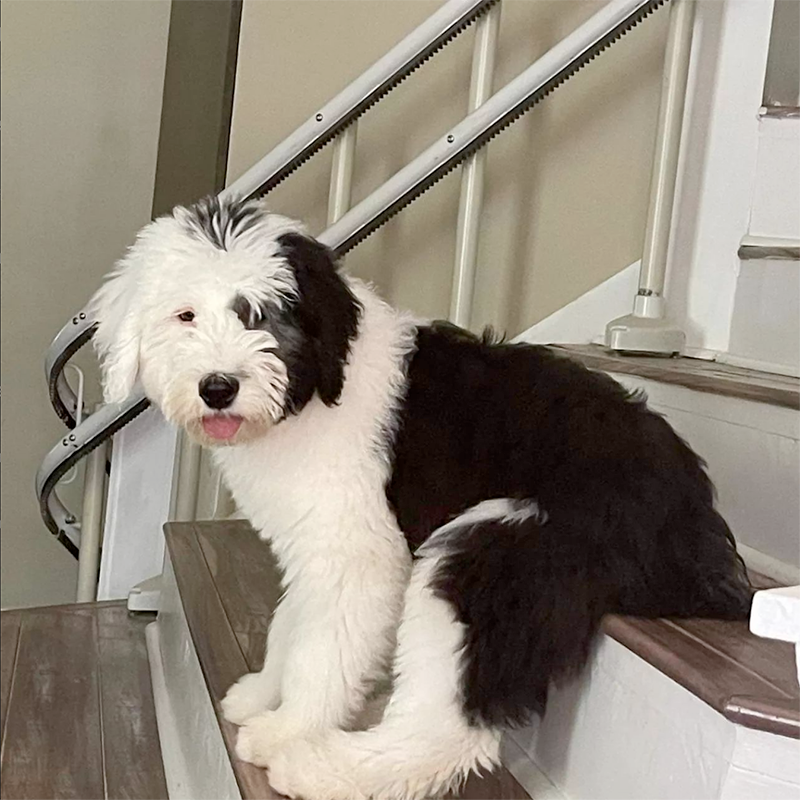 Sheepadoodle sitting on the stairs