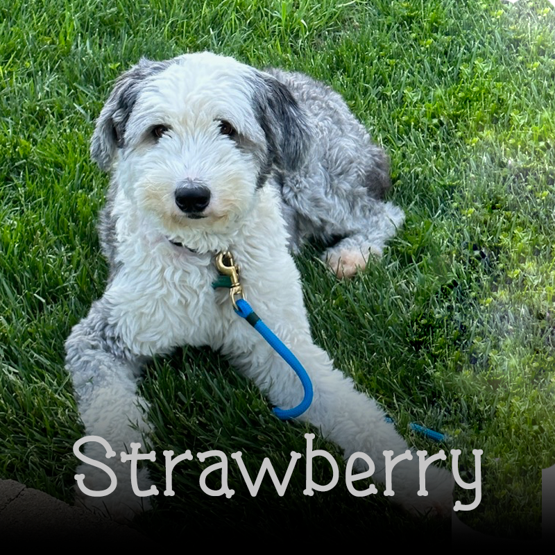 strawberry-image Black and white Sheepadoodle puppy looking in to the camera.